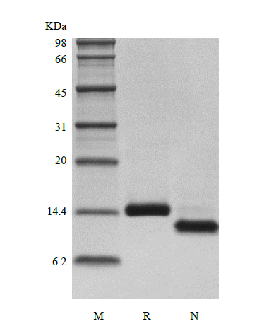 Recombinant Human Otoraplin