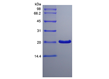 Recombinant Human Trefoil Factor 1