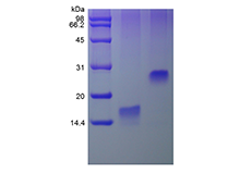 Recombinant Human Trefoil Factor 3