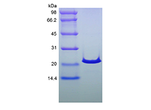 Recombinant Human Sonic Hedgehog N-Terminus