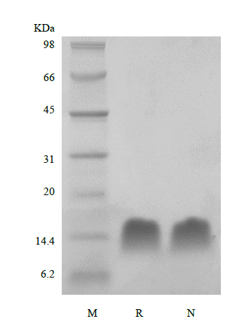 Recombinant Human Thymosin beta 4