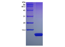 Recombinant Human Nesfatin-1