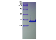 Recombinant Human Cyclin-Dependent Kinase Inhibitor 2A, Isoform 1-TAT