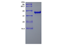 Recombinant Human SOX2-TAT