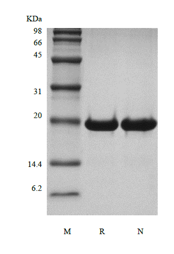 Recombinant Human Desert Hedgehog Cys23IleIle