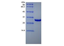 Recombinant Human B-cell Lymphoma-extra Large