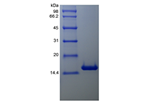 Recombinant Human Bcl-w