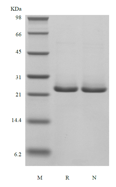 Recombinant Human B-cell Lymphoma 2