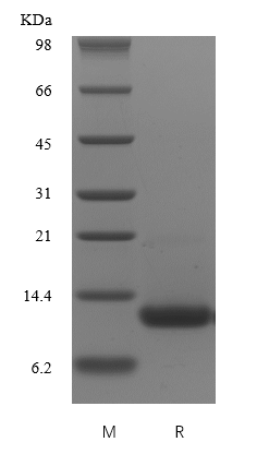 Recombinant Human Melanoma Inhibitory Activity Protein