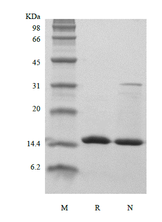 Recombinant Human Fatty acid binding protein-3