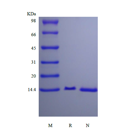 Recombinant Human Fatty-acid-binding Protein 6