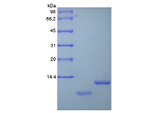 Recombinant Human Uteroglobin