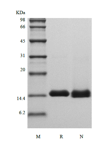 Recombinant Human Galectin-1