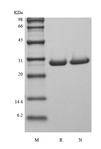 Recombinant Human Galectin-3