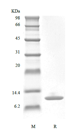 Recombinant Murine Migration Inhibitor Factor