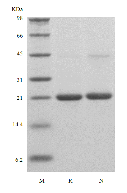 Recombinant Murine Sonic Hedgehog