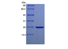 Recombinant Murine Desert Hedgehog Homolog Cys23IleIle