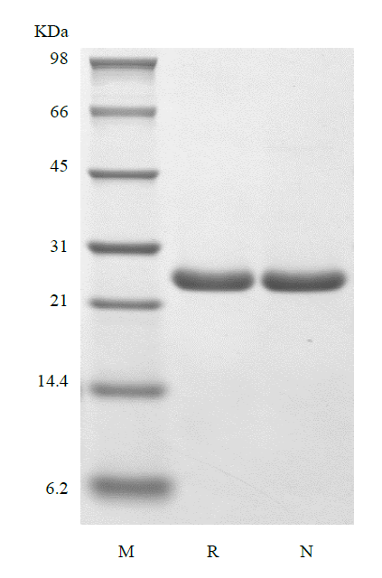 Recombinant Murine B-cell Lymphoma-extra Large