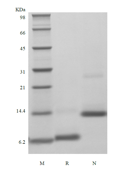 Recombinant Murine Uteroglobin