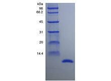 Recombinant Rat Migration Inhibitor Factor