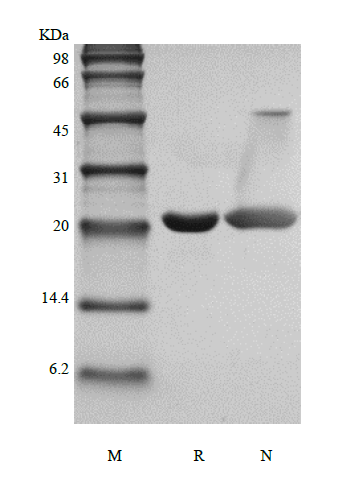 Recombinant Rat Cardiotrophin-1