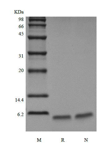 Recombinant Exendin-4