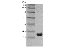 Recombinant Cholera Toxin B subunit