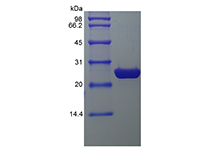 Recombinant Enhanced Green Fluorecence Protein