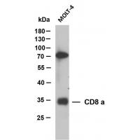 CD8 a mouse mAb(ABT155)