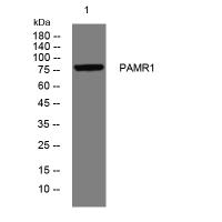 PAMR1 rabbit pAb