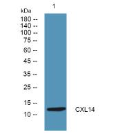 CXL14 Polyclonal Antibody