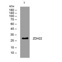 ZDH22 rabbit pAb