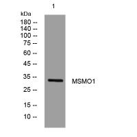 MSMO1 rabbit pAb