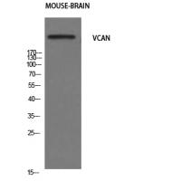 Versican Polyclonal Antibody