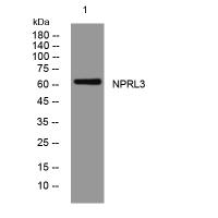 NPRL3 rabbit pAb