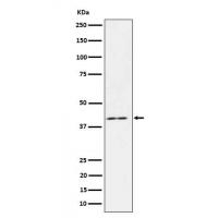 IL18 binding protein Antibody