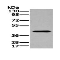 GPR78 Antibody