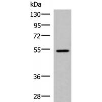 ISM1 Antibody