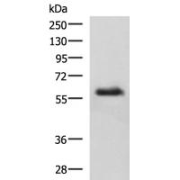 KBTBD11 Antibody