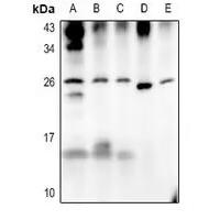 MT-ATP6 Antibody