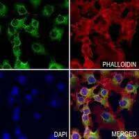 MT-ATP6 Antibody