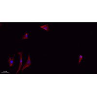 ZO1 Polyclonal Antibody