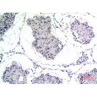 Thrombospondin 2 Polyclonal Antibody