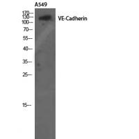 VE-Cadherin Polyclonal Antibody