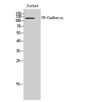 VE-Cadherin Polyclonal Antibody