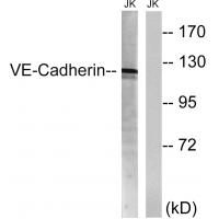 VE-Cadherin Polyclonal Antibody