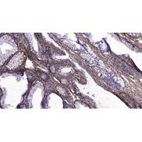 EDG-7 Polyclonal Antibody