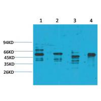 KCNN4 (SK4) Polyclonal Antibody