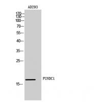 FUNDC1 Polyclonal Antibody