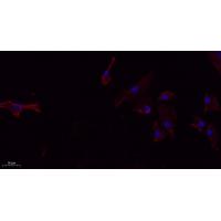 FUNDC1 Polyclonal Antibody